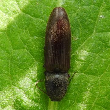 biscuit beetle or woodworm